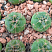 Gymnocalycium denudatum cv Jan Suba, 1,5-2 см сеянец